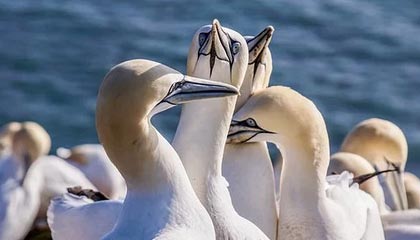 范曾女儿揭露：家父被神秘力量控制背后的真相