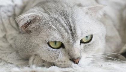 中国记者在埃及找到南京大屠杀图录