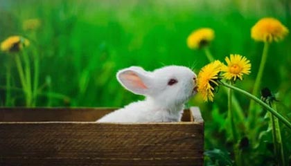 中国记者在埃及找到南京大屠杀图录